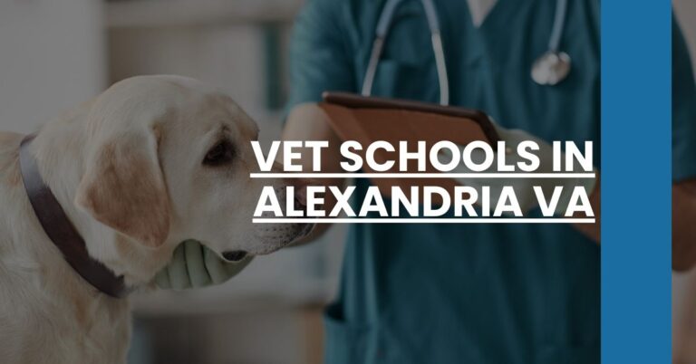 Vet Schools in Alexandria VA Feature Image