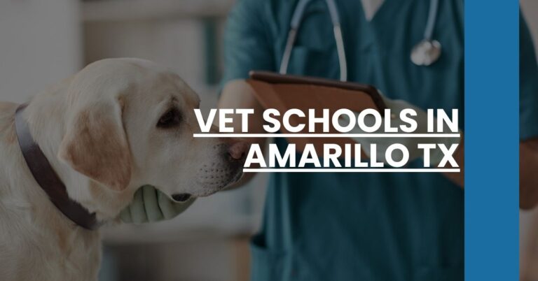 Vet Schools in Amarillo TX Feature Image