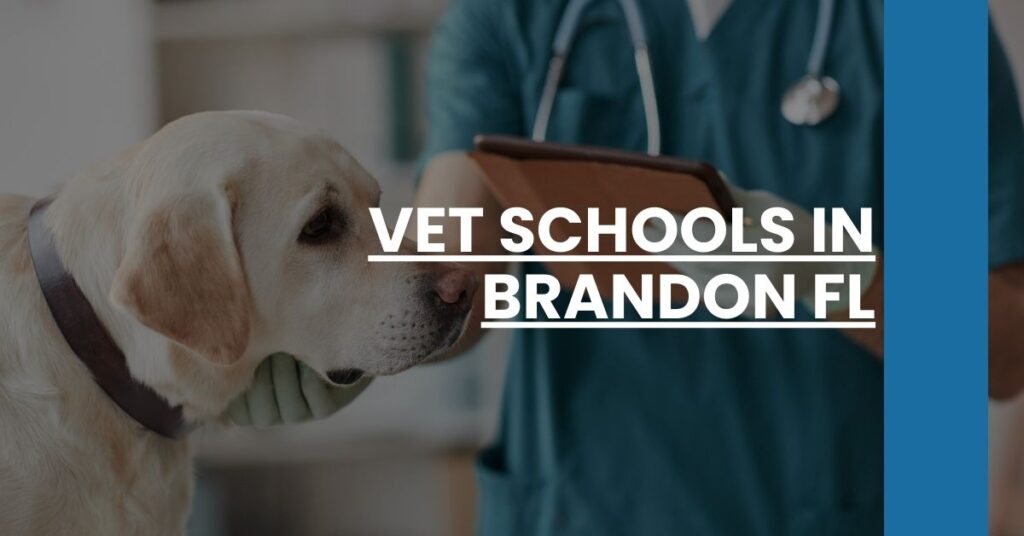 Vet Schools in Brandon FL Feature Image