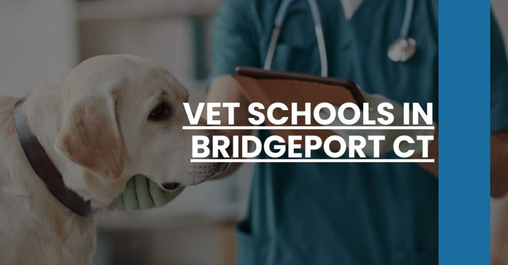 Vet Schools in Bridgeport CT Feature Image