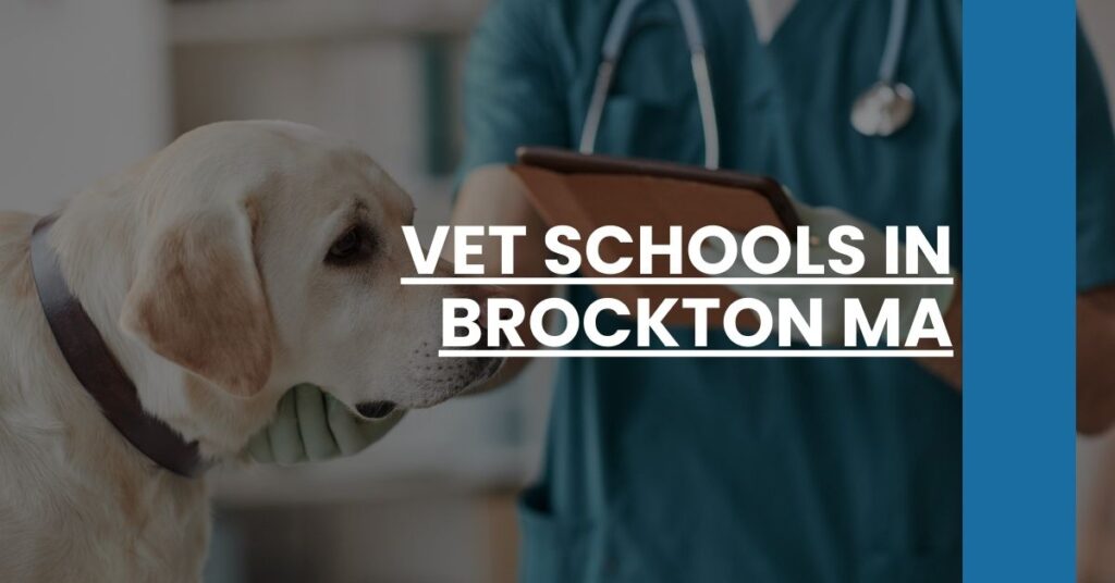 Vet Schools in Brockton MA Feature Image