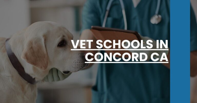 Vet Schools in Concord CA Feature Image