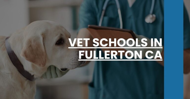 Vet Schools in Fullerton CA Feature Image