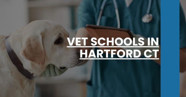 Vet Schools in Hartford CT Feature Image