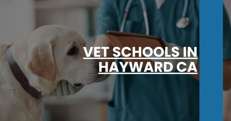 Vet Schools in Hayward CA Feature Image