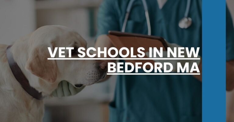 Vet Schools in New Bedford MA Feature Image