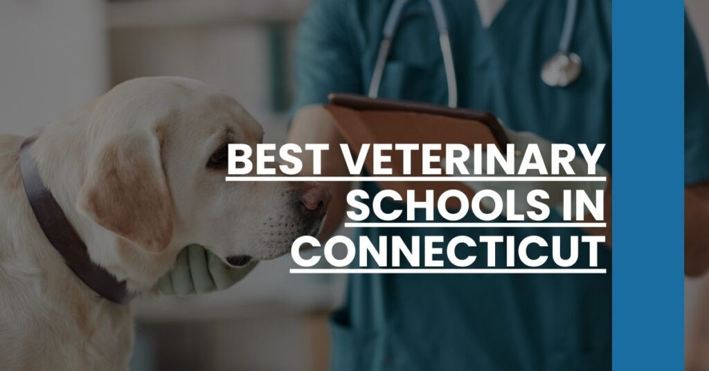 Best Veterinary Schools In Connecticut Feature Image