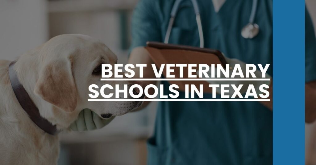 Best Veterinary Schools In Texas Feature Image